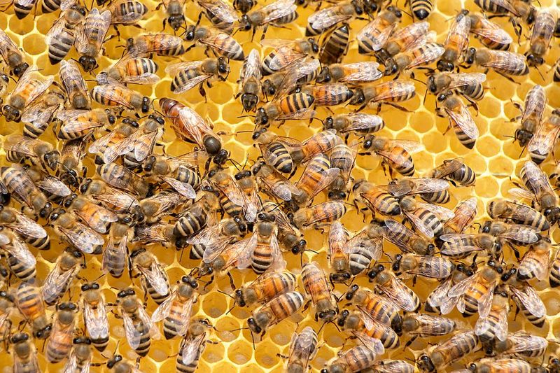 Bees