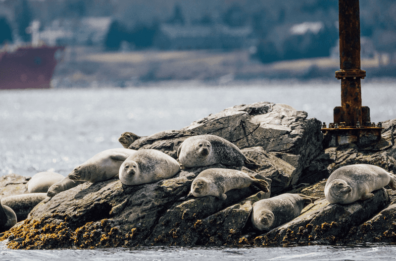 Rhode Island – Harbor Seal