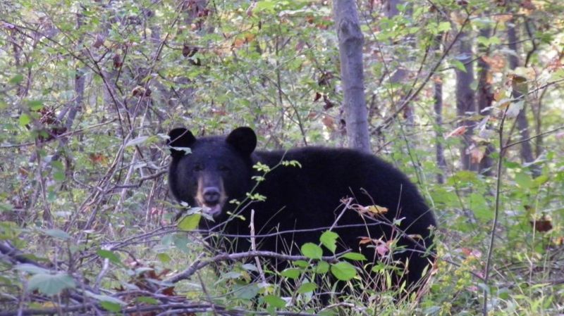 New Jersey: Surprising Bear Density