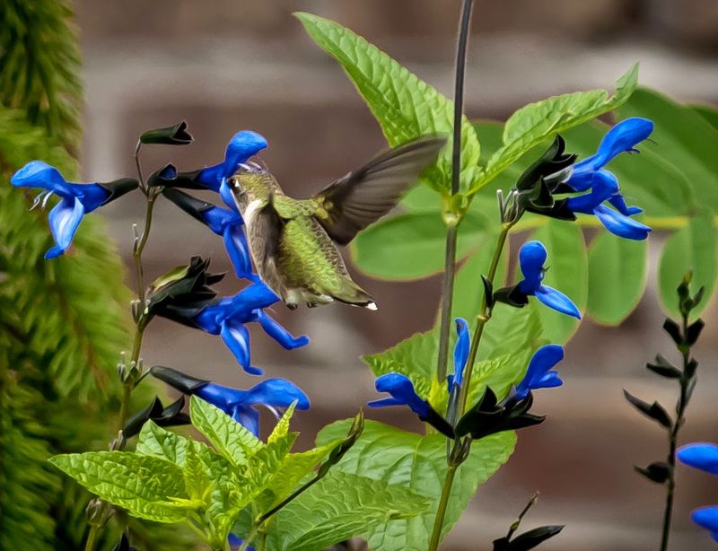 Salvia (Sage)