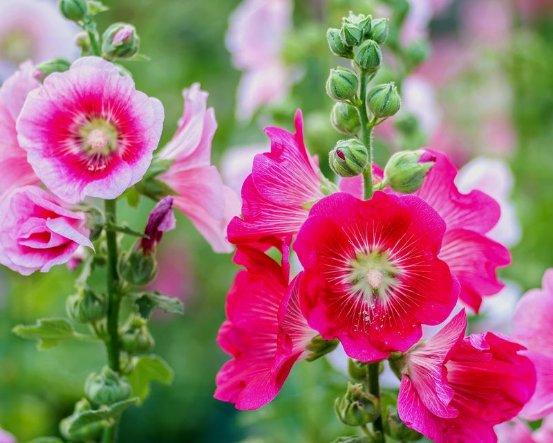 Hollyhock