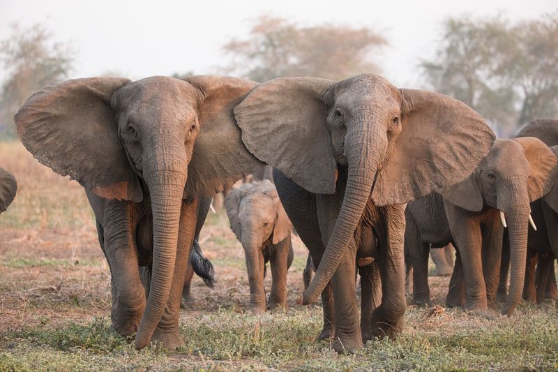 Elephants