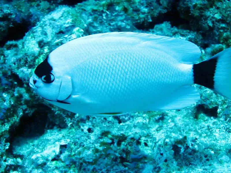 Masked Angelfish – Up To $20,000