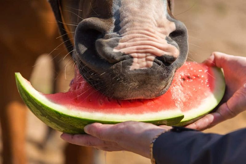 Fresh Watermelon