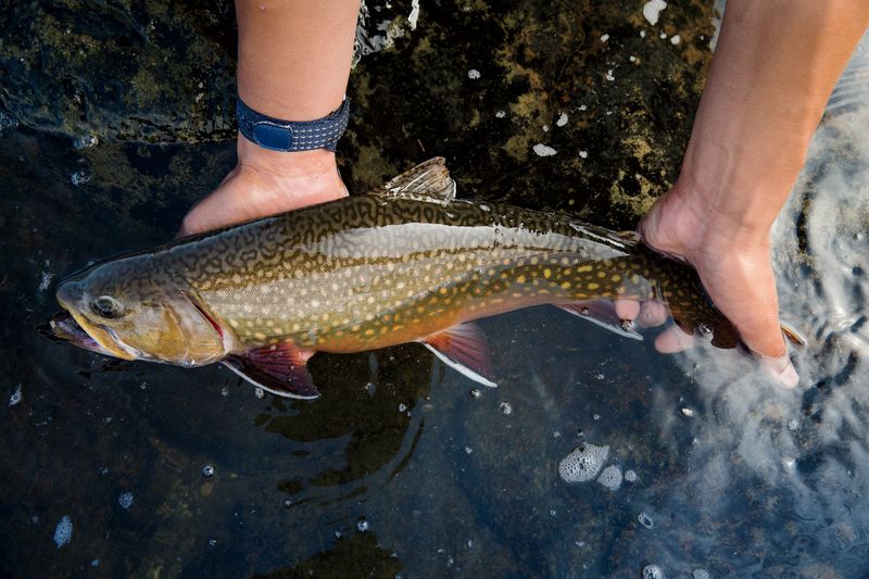 Brook Trout – The Mountain Jewel