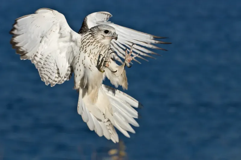 Gyrfalcon: Arctic Hunter