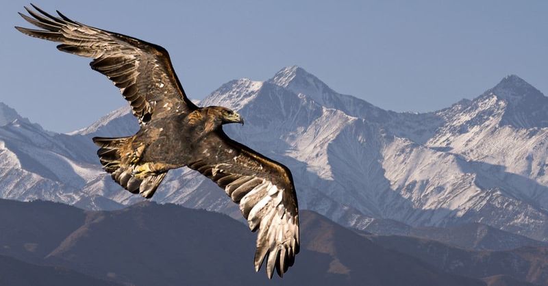Golden Eagle: The Powerful Pursuer