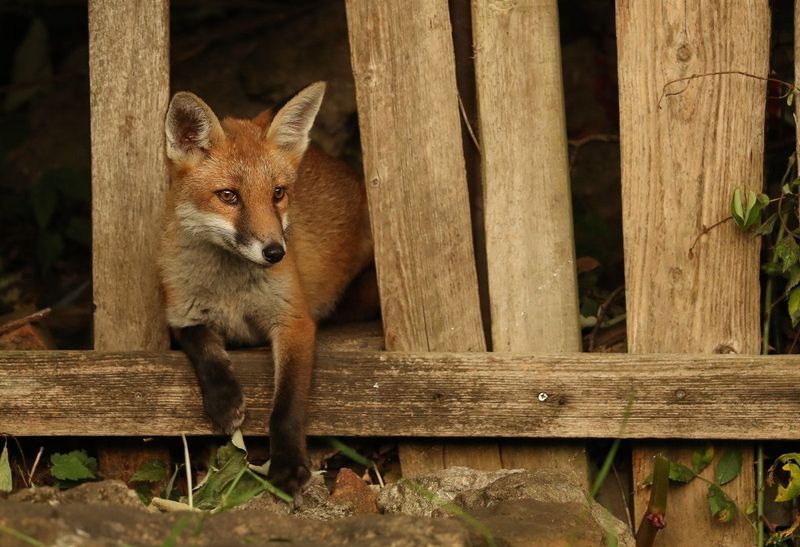 Foxes Establish Dens In Abandoned Factories