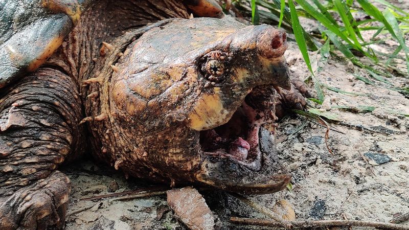 Alligator Snapping Turtles Patrolling River Bottoms