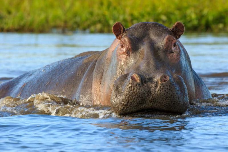 Hippos: River Giants With Agricultural Potential