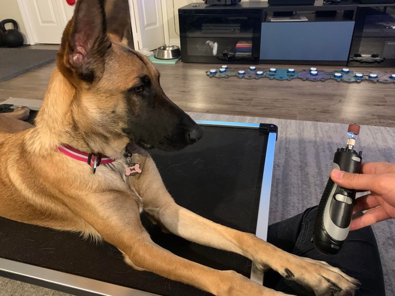 Low-Maintenance Grooming Needs
