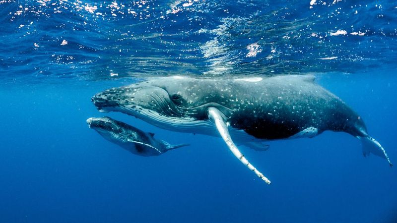 Whaling's Hidden Damage