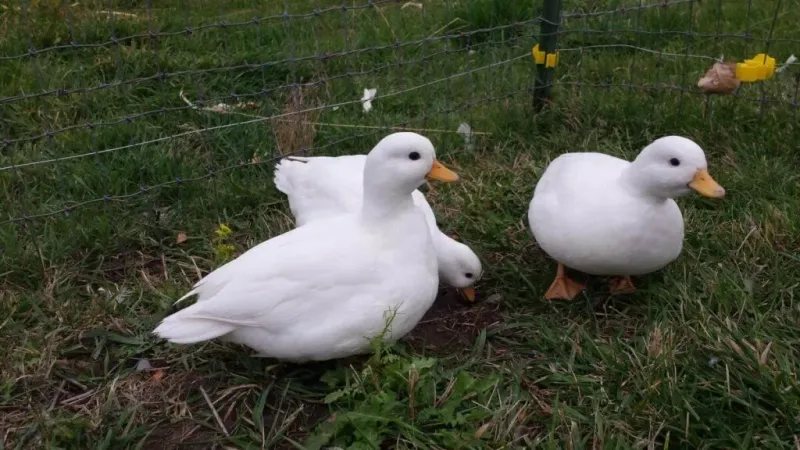 Quacking Companions: Call Ducks