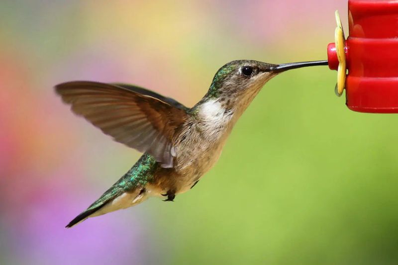 Make Your Own Nectar
