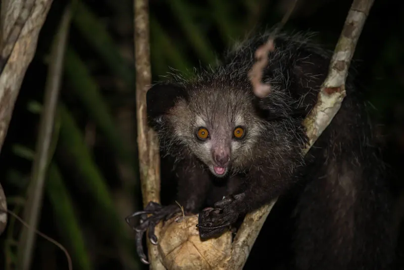 Tapping For Mate Selection