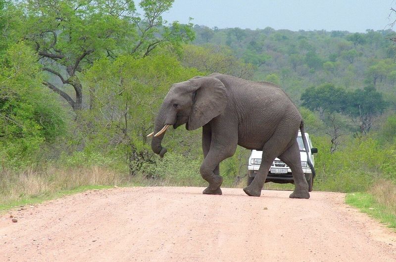 Kruger National Park, South Africa