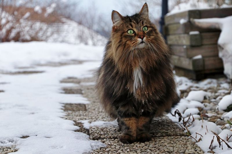 Norwegian Forest Cat