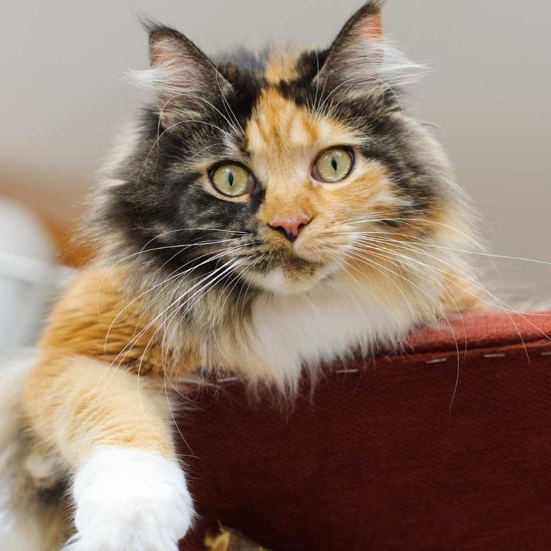 Maine Coon Calico