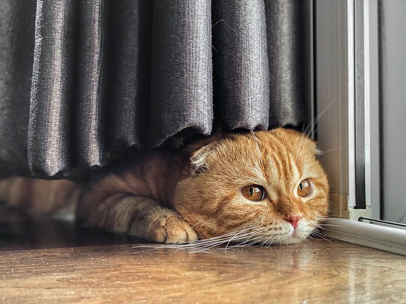 Scottish Fold: Cute Ears, Painful Joints