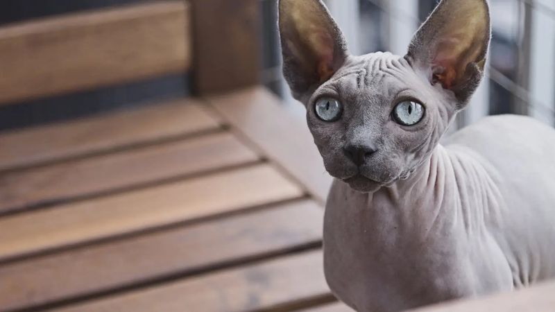 Sphynx: Vulnerable Velvet