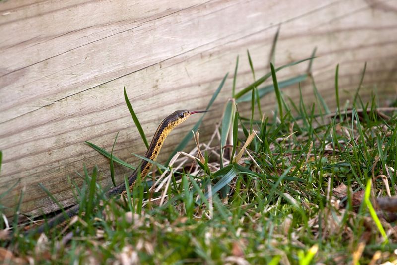 Repeated Sightings Despite Removal