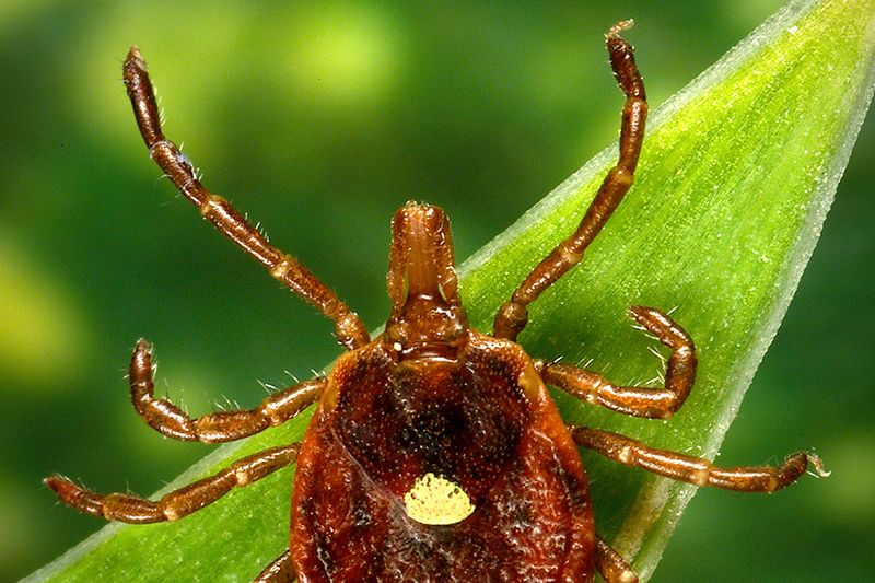 Hidden Dangers: Ticks And Parasites