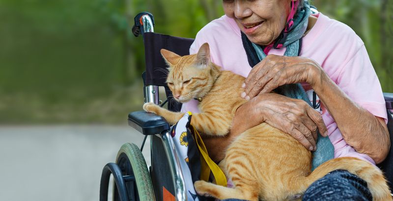 Gentle Senior Companionship