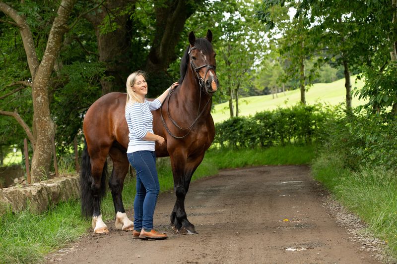 Welsh Cob