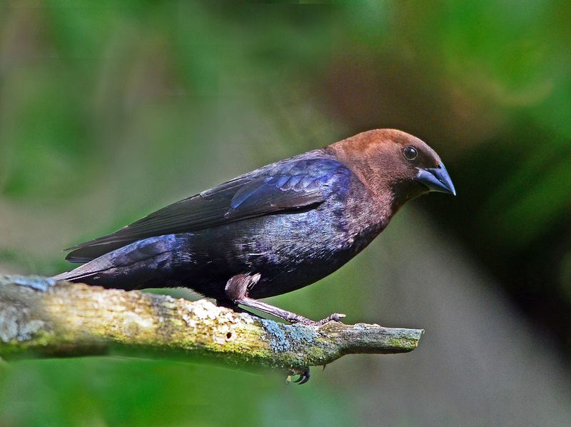 Parasite Problems: Brown-Headed Cowbirds