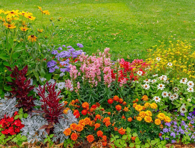 Flower Shortage