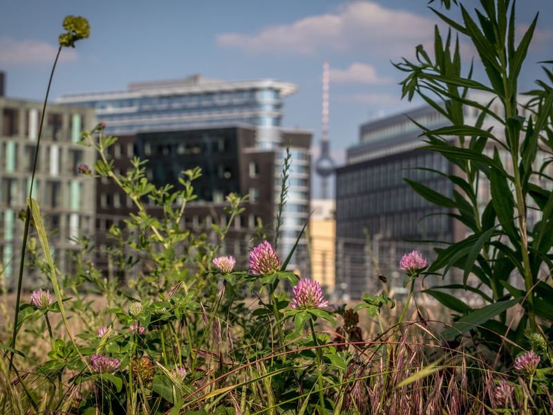 Habitat Loss Leaves Bees Homeless
