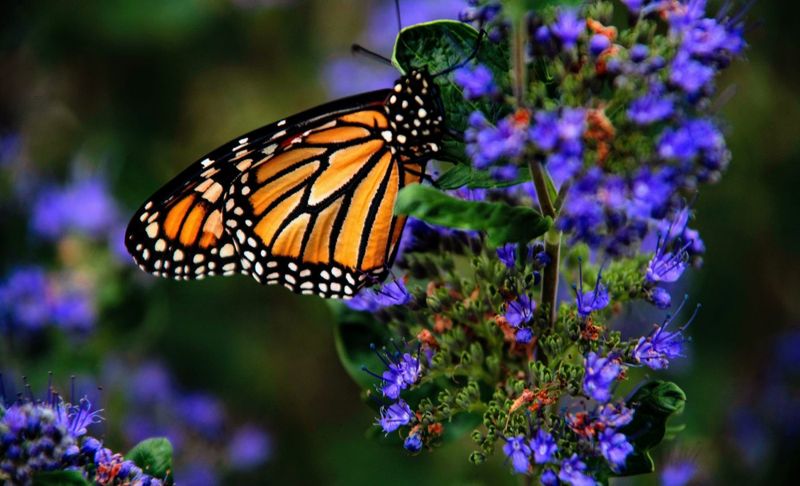Pesticide Poisoning Takes Its Toll