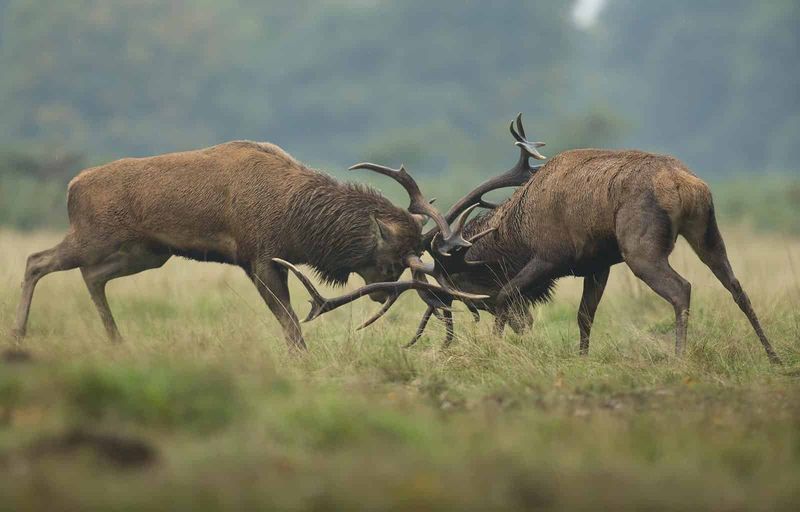 Hunting Silences Dominant Males