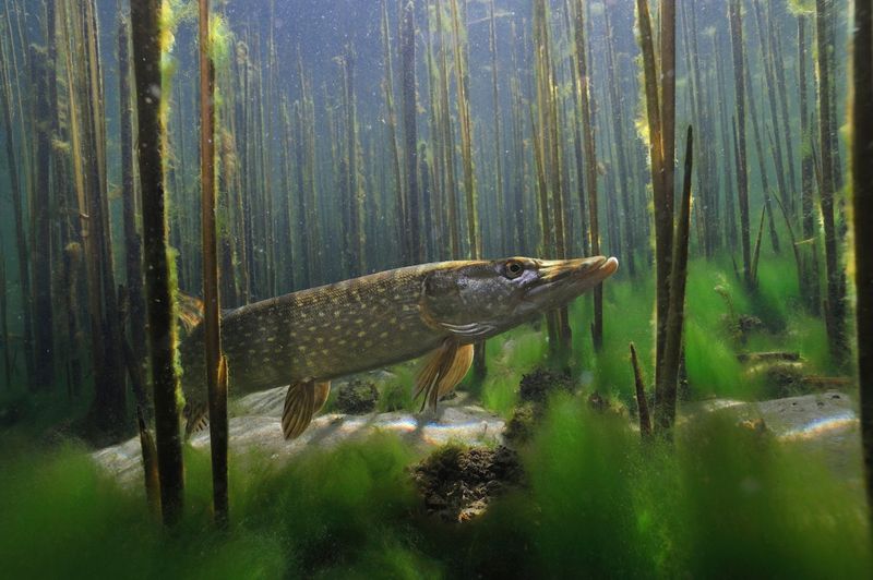 It's Illegal To Dump Fish Into The Wild