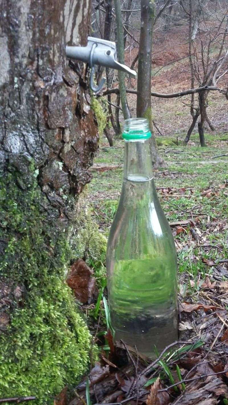 Birch Beer Sap