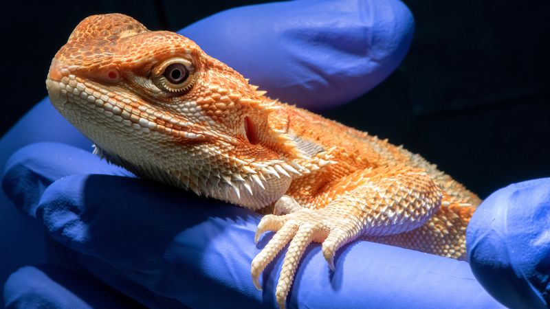 Veterinary School Placement