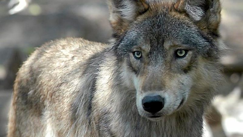 Rare Wolf Attacks