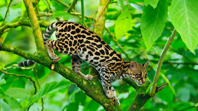 Jungle Gymnast: The Margay