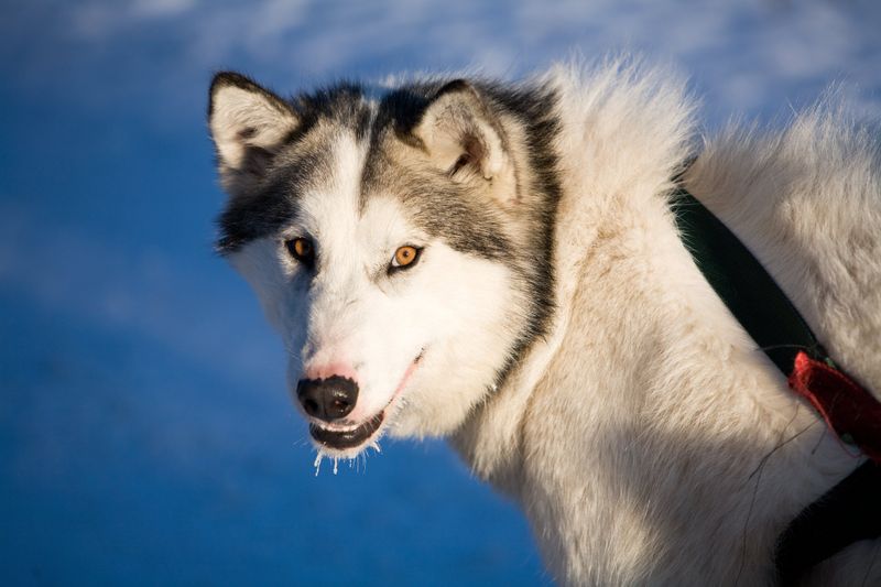 Canadian Eskimo Dog
