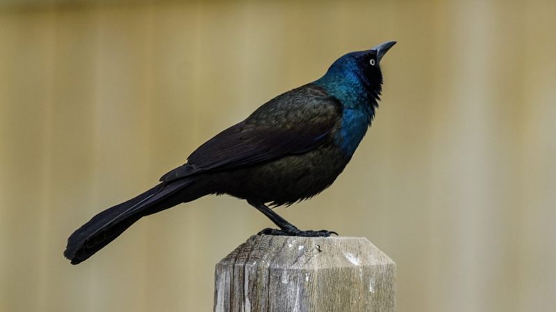 North American Birds Shrink As Climate Warms