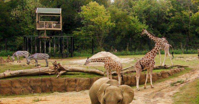 Dallas Zoo's Texas-Sized Habitats