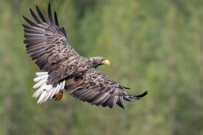 White-Tailed Eagle Has A Massive Wingspan