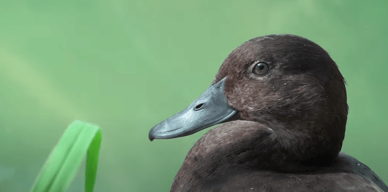 Madagascar Pochard: The Duck That Cheated Extinction