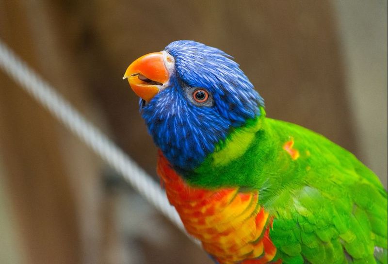 New Caledonian Lorikeet - Vanishing Rainbow