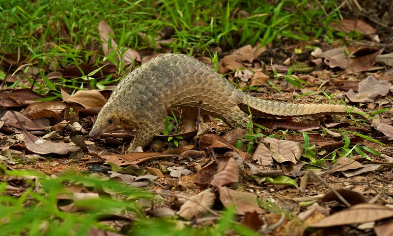 Sunda Pangolin: The Walking Pinecone