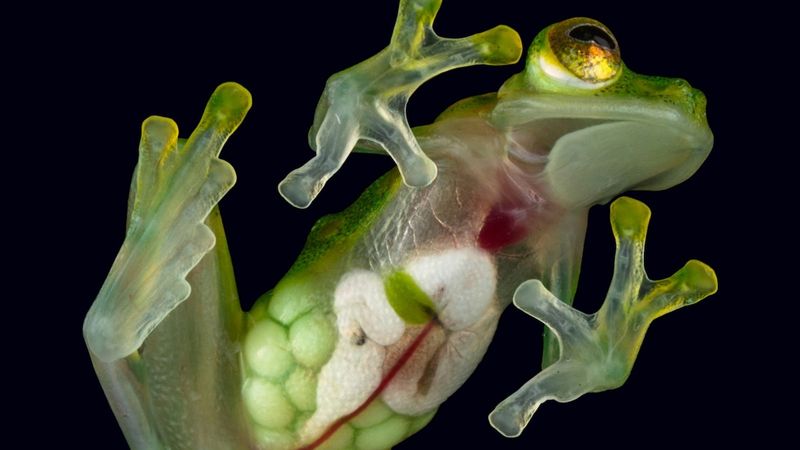 Costa Rica's Glass Frog Phenomenon