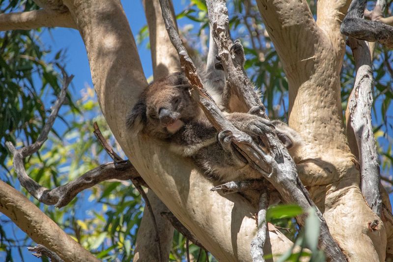 Yanchep National Park, Western Australia