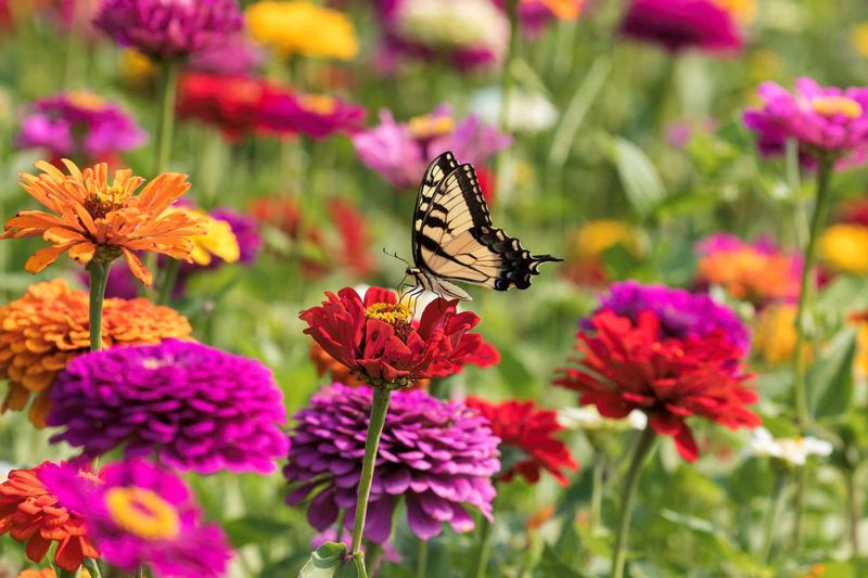Zinnia