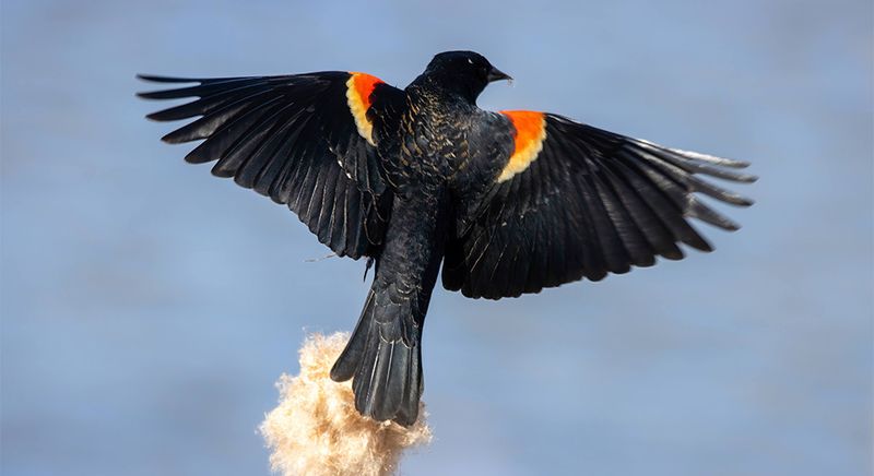 Red-Winged Blackbirds: Marsh Mosquito Patrol