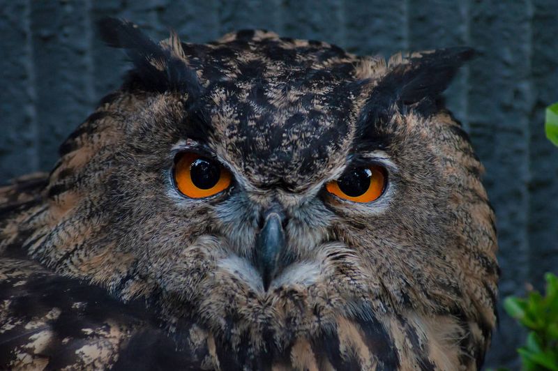 The Eurasian Eagle-Owl: A Possible Real-Life Phoenix